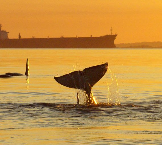 An orca's tail lifted out of the ocean with a tanker on the horizon