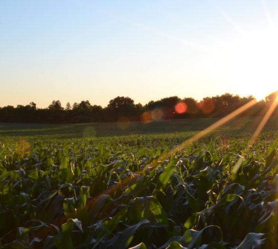 farm-crop-produce-sunset-landscape The sun sets over a produce field.