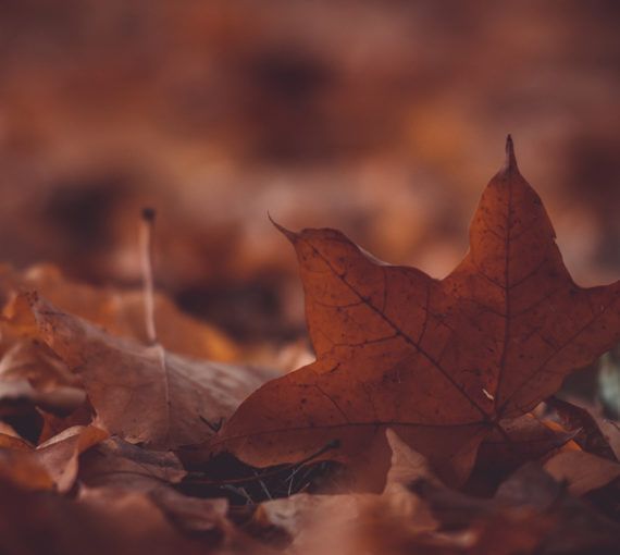 A bed of fallen maple leaves.