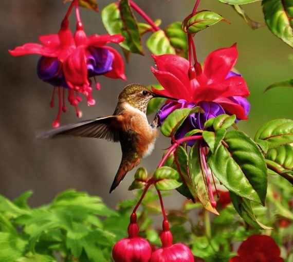 rufous-hummingbird Rufous hummingbird