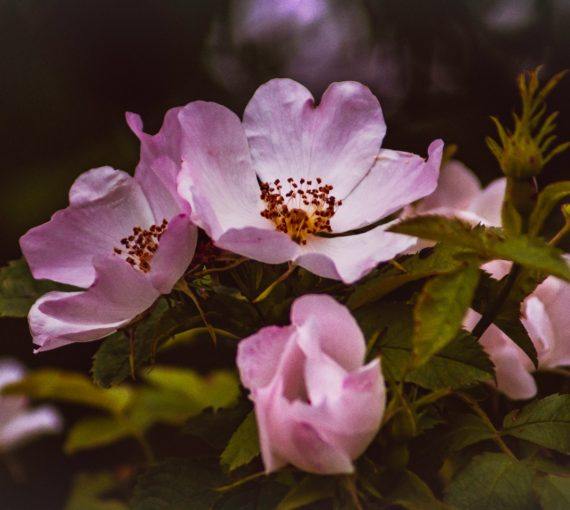wild-rose-bush Wild roses can grow as a hedge