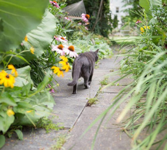Cat wandering through a garden