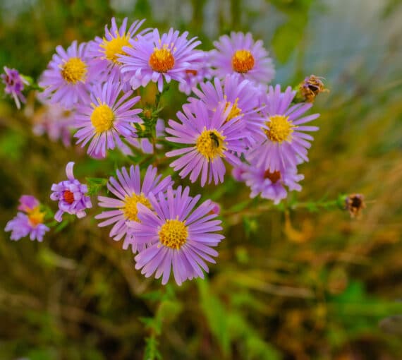 Attract pollinators in Ontario with native New England aster.