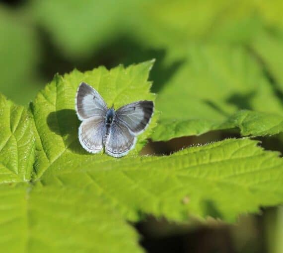 BIMBY: Echo Azure butterfly on Blackberry bush